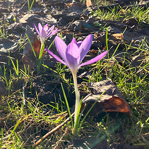 ein lila krokus zentriert im Bild mit Licht von hinten durchscheinend