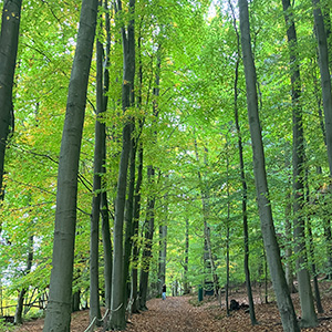 Wald mit frischen hellgrünen Blättern. Waldweg mit hohen Buchen.